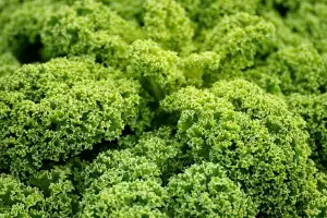 Vegan Kuchařka