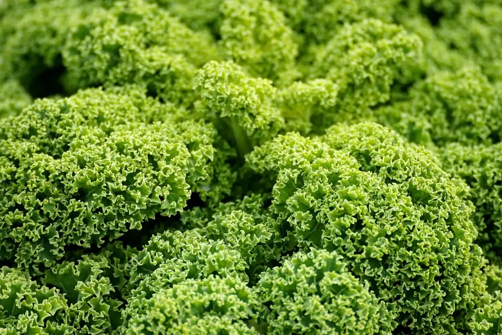 Probiotika Vegan