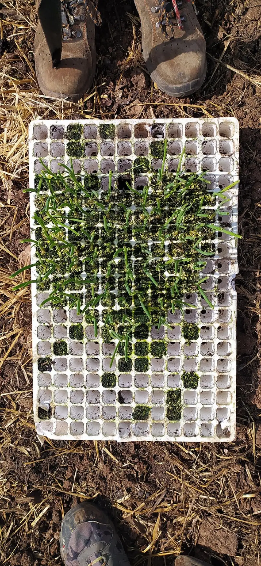 Biofarma Horutovi