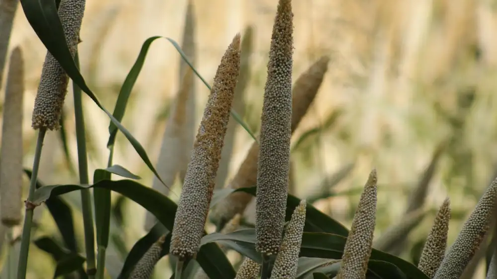 Biofarma Belina